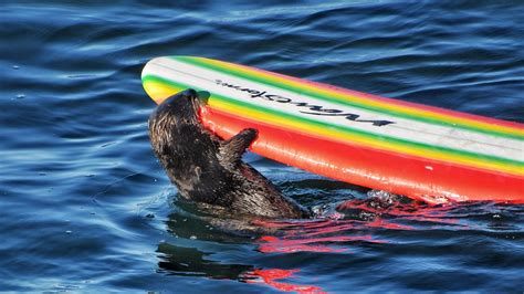 Surfboard-stealing otter of Santa Cruz appears with tiny pup